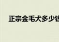 正宗金毛犬多少钱一只（冠毛犬多少钱）