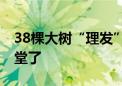 38棵大树“理发” 海淀这处老平房院终于亮堂了