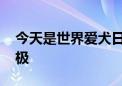 今天是世界爱犬日 微信能领小狗了：可爱至极