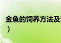 金鱼的饲养方法及注意事项（金鱼的饲养方法）