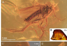 埋藏在 4000 万年前琥珀中的蕈蚊是一块稀有宝石