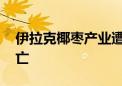 伊拉克椰枣产业遭受干旱冲击 大量椰枣树死亡