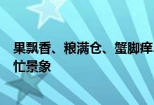 果飘香、粮满仓、蟹脚痒……金秋时节“丰”景如画一派繁忙景象