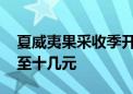 夏威夷果采收季开启 国产化让价格从百元降至十几元