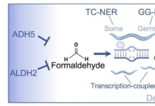 研究人员揭示细胞在生长和衰老过程中如何应对甲醛毒性