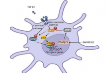 研究人员发现了减缓肝纤维化发展的潜在新策略