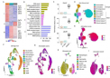 科学家利用核糖体标记研究神经感染