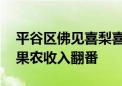 平谷区佛见喜梨喜获丰收 高校师生驻村助力果农收入翻番