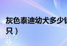 灰色泰迪幼犬多少钱一只（泰迪幼犬多少钱一只）