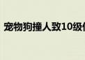 宠物狗撞人致10级伤残：狗主人被判赔12万