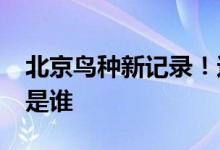 北京鸟种新记录！这个萌萌的观鸟圈“贵客”是谁