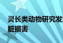 灵长类动物研究发现 饮食中的果糖会造成肝脏损害