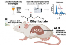 乳酸乙酯被认定为酒精性肝病的潜在治疗药物